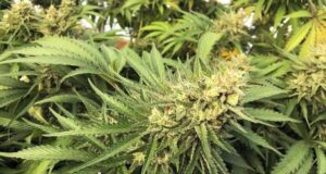 Sardegna, isola della marijuana: scoperta l’ennesima mega piantagione