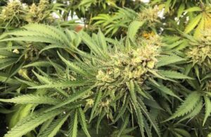 Sardegna, isola della marijuana: scoperta l’ennesima mega piantagione