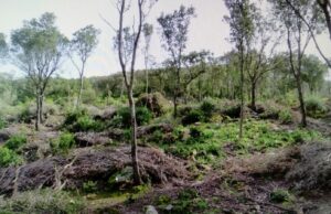 Regione, 4 milioni di euro ai Comuni per valorizzare patrimonio boschivo sardo