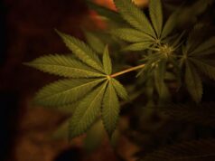 Cannabis terapeutica: un referendum per migliorare la vita dei pazienti