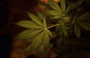 “Cannabis for Future”, manifestazione a Cagliari