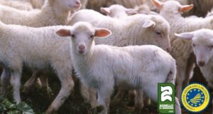 Banchetti di Natale: sulle tavole italiane due agnelli su tre saranno sardi