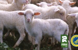 Banchetti di Natale: sulle tavole italiane due agnelli su tre saranno sardi