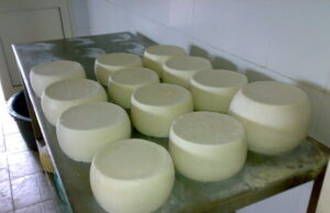 Maxi sequestro di formaggio nell’isola: sigilli a 400 tonnellate di Fiore Sardo