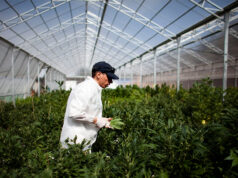 Sestu, furto di cannabis legale: arrestato un 46enne di San Sperate