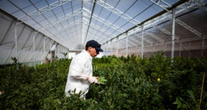 Cannabis Sardegna, Csa: “Situazione esplosiva, convocare subito conferenza”