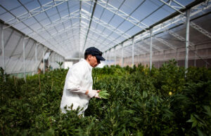 Sestu, furto di cannabis legale: arrestato un 46enne di San Sperate