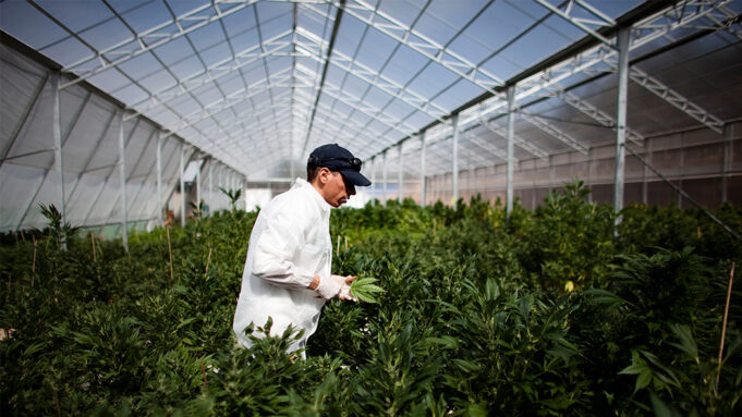 Sestu, furto di cannabis legale: arrestato un 46enne di San Sperate