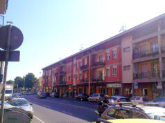 Pirri, messa a dimora di oltre 20 esemplari di Pinus pinea