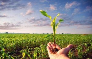 Università di Cagliari, batteri al posto dei fertilizzanti chimici