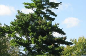 Cagliari, abbattuto un pino pericolante: disagi al traffico