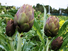 Carciofo sardo: in 4 giorni di sciopero perdite per oltre due milioni