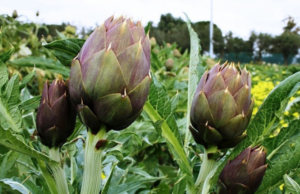Carciofo sardo: in 4 giorni di sciopero perdite per oltre due milioni