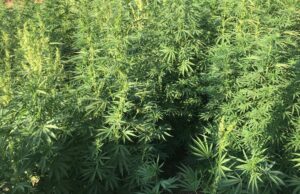 Consiglio regionale, approvato testo unificato su produzione canapa industriale