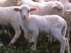 Consorzio Sardegna denuncia: “1 agnello su 4 rischia di non essere comprato”