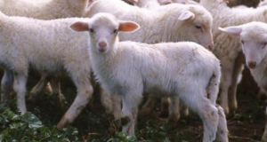 Consorzio Sardegna denuncia: “1 agnello su 4 rischia di non essere comprato”