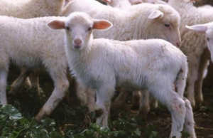 Consorzio Sardegna denuncia: “1 agnello su 4 rischia di non essere comprato”