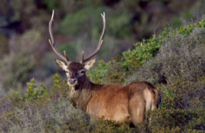 Malattia del cervo e lingua blu: ok alla movimentazione