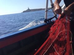 Gamberi rossi di Mazara del Vallo? Ma erano pescati a Oristano