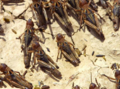 Invasione di cavallette, è il terzo anno consecutivo per il centro Sardegna
