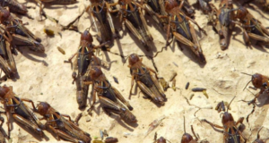 Copagri Sardegna: “Dov’è il piano di contenimento delle cavallette?”