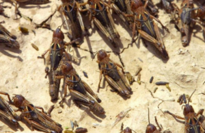 Invasione di cavallette, è il terzo anno consecutivo per il centro Sardegna