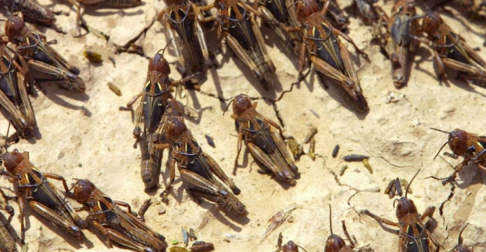 Invasione cavallette, 2 milioni di euro agli agricoltori danneggiati