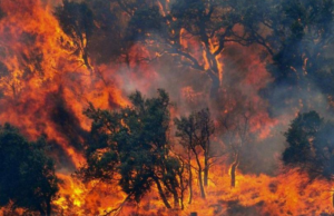 Incendi Sardegna, la Regione stanzia oltre 18,8 milioni ai Comuni colpiti