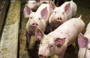 Peste suina, abbattuti 60 capi illegali a Urzulei