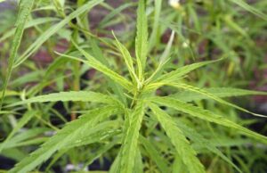 Marijuana: la Sardegna ai vertici tra le regioni italiane