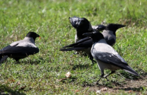 Agricoltura, Coldiretti Sardegna: “Cornacchie sono l’incubo delle aziende”