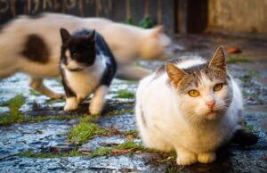 Protezione animali: l’Oipa chiede l’obbligo di microchip per i gatti