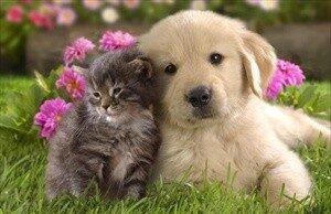 10 regole per difendere micio e fido dal caldo