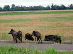 Emergenza cinghiali in Sardegna | Murgia: “Minaccia per agricoltori”