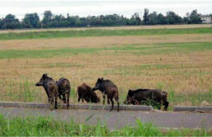Allarme cinghiali, Coldiretti: “Situazione fuori controllo, a rischio i raccolti”