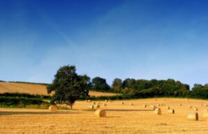 Bando Agrisolare, Piana (CSA): “Da rifare, dotazione finanziaria irrisoria”