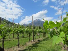 Alghero, opposizione: “Distrutti i vigneti della Nurra, si chieda la calamità naturale”