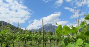 Alghero, opposizione: “Distrutti i vigneti della Nurra, si chieda la calamità naturale”