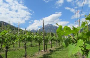 Alghero, opposizione: “Distrutti i vigneti della Nurra, si chieda la calamità naturale”