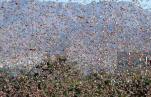 Ambiente, la Regione stanzia 800 mila euro per la lotta alle cavallette