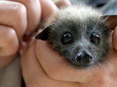 Bat Night: passeggiata notturna dopo l’aperitivo insieme ai pipistrelli