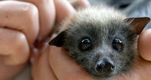 Bat Night: passeggiata notturna dopo l’aperitivo insieme ai pipistrelli