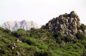 Patrimonio boschivo, dalla Regione 6 milioni per la riforestazione