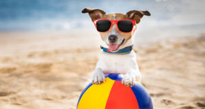 In vacanza con l’amico a quattro zampe? Alghero diventa Pet Friendly