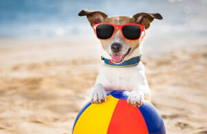 In vacanza con l’amico a quattro zampe? Alghero diventa Pet Friendly