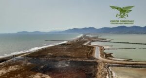 Giorgino: incredibile moria di pesci spiaggiati