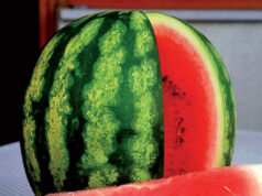 Coldiretti: parte la festa della frutta estiva nei mercati di Campagna Amica