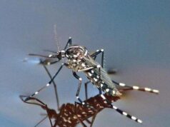 Nuovo caso di “malaria d’importazione” a Sassari, è il secondo dell’anno