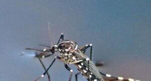 Nuovo caso di “malaria d’importazione” a Sassari, è il secondo dell’anno