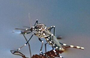 Nuovo caso di “malaria d’importazione” a Sassari, è il secondo dell’anno